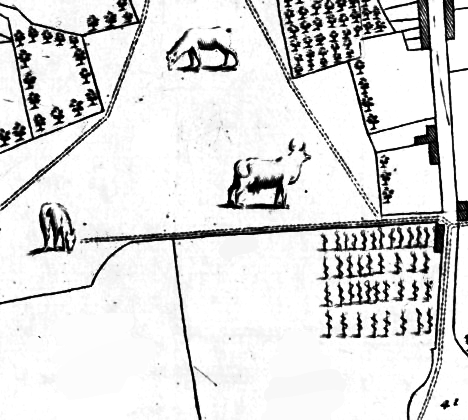 Part of the 1721 Map of Kettering - it shows several sheep, and four rows of tenters.